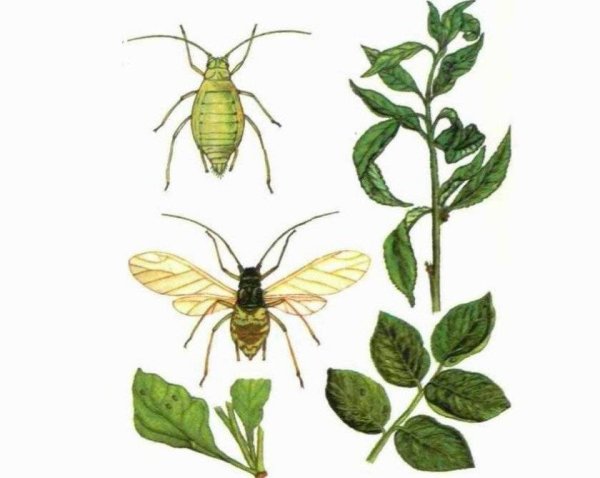 Тля на белом фоне