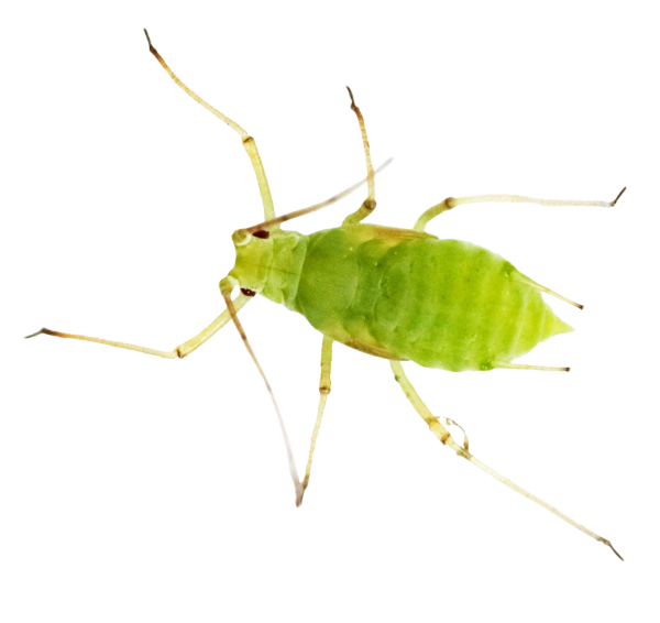 Клоп рисунок