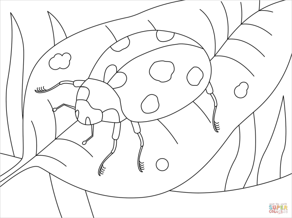 Раскраска тля насекомое