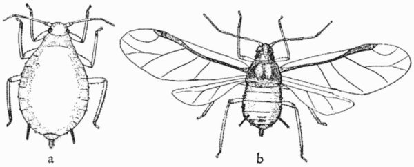 Тля прозрачная с рисунком