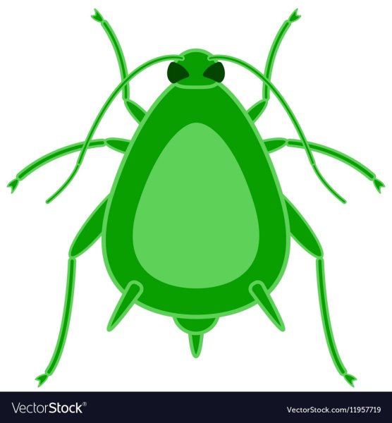 Яблонная тля самки