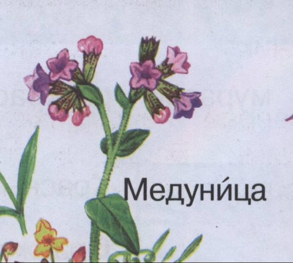 Медуница рисунок для детей