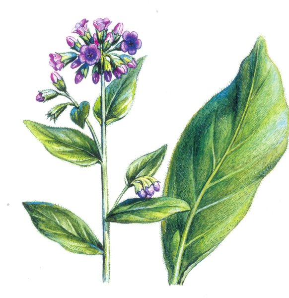 Медуница цветок