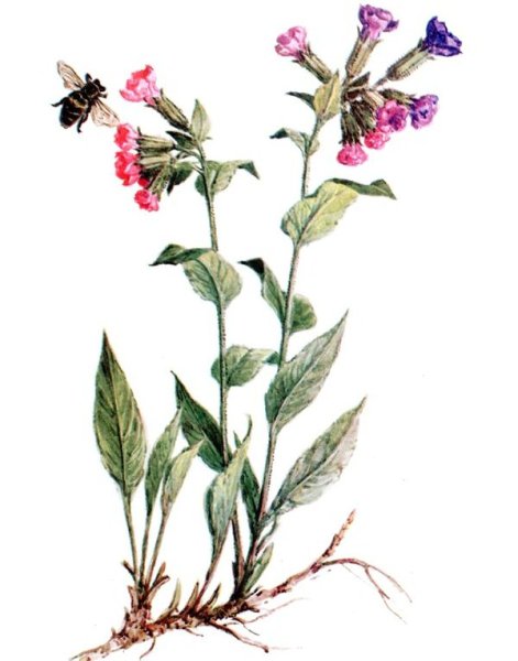 Медуница лекарственное растение