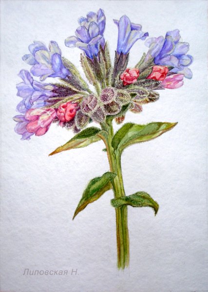 Полевые цветы Медуница