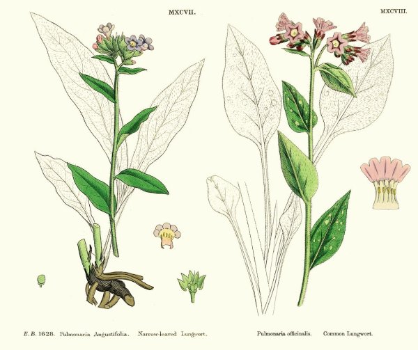 Медуница строение цветка
