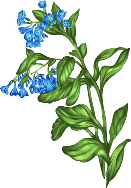 Медуница для дошкольников