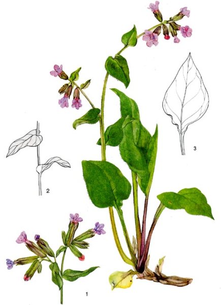 Медуница неясная строение