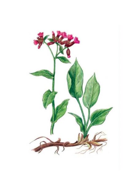 Медуница неясная строение цветка