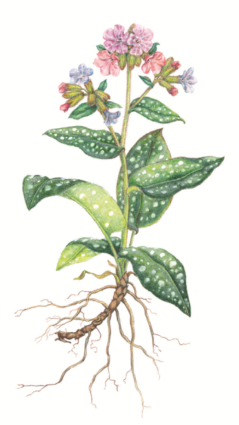 Медуница стебель