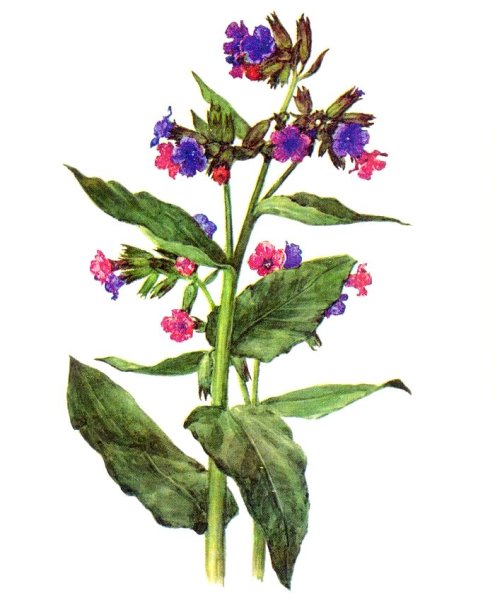 Медуница цветок