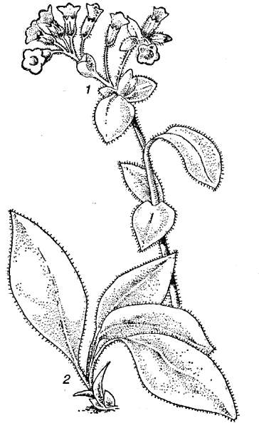 Медуница цветок