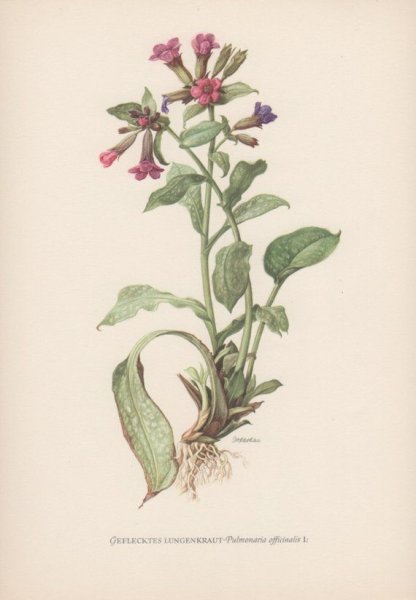 Медуница Ботаническая иллюстрация