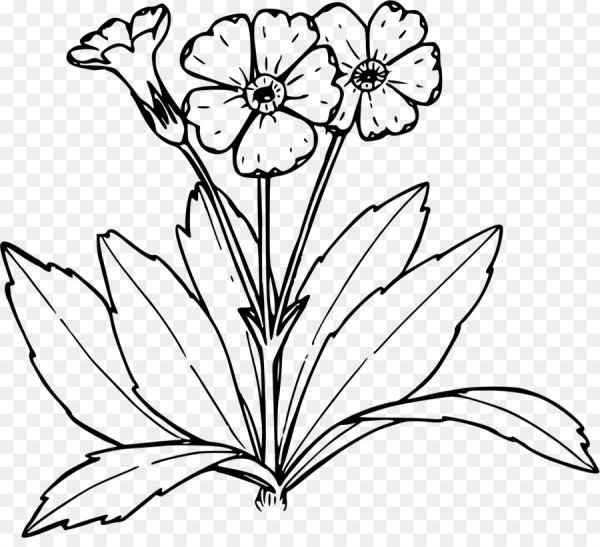 Примула первоцвет раскрасить