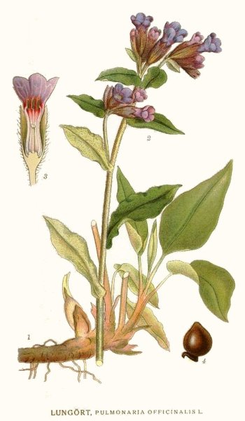 Медуница лекарственная желтая