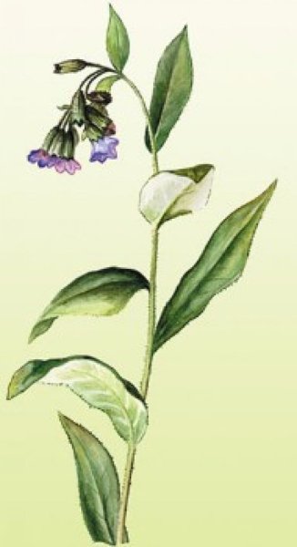 Медуница Ботаническая иллюстрация