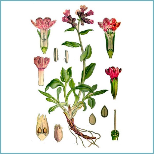 Медуница цветок