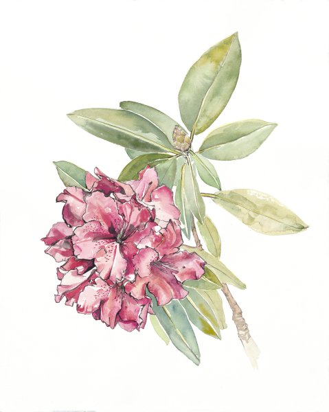 Рододендрон акварель