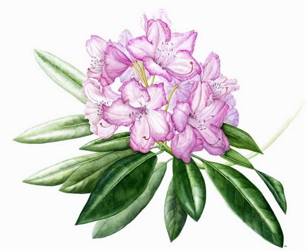 Рододендрон цветок