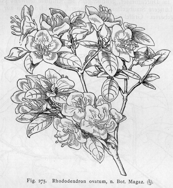 Рододендрон черно белый