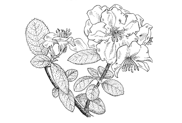 Рододендрон рекс