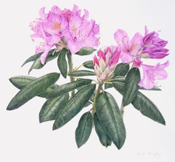 Rhododendron anthopogon Ботаническая