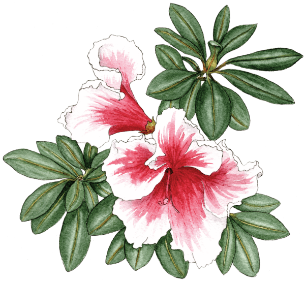 Азалия рисунок