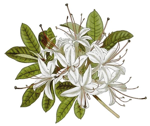 Rhododendron anthopogon Ботаническая