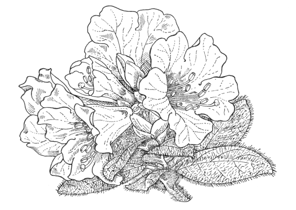 Рододендрон скетч