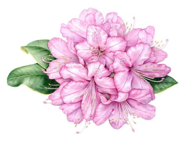 Рододендрон цветок