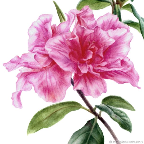 Азалия сорт акварель