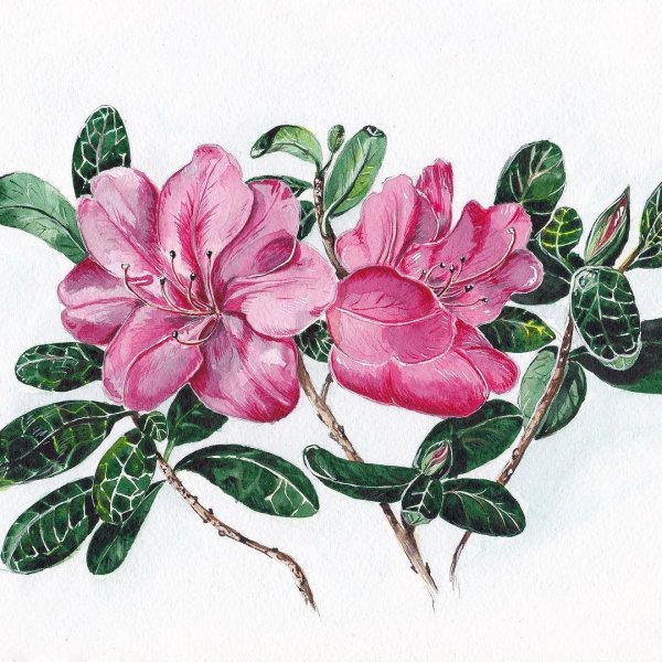 Рододендрон акварель