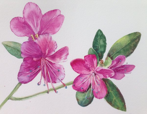 Багульник Сибирский рододендрон Даурский Ботаническая зарисовка