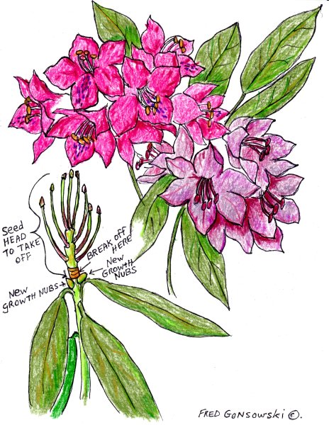 Рододендрон скетчинг