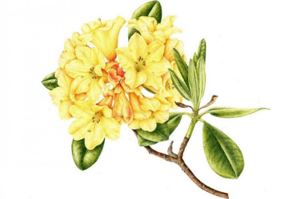 Рододендрон золотистый листья