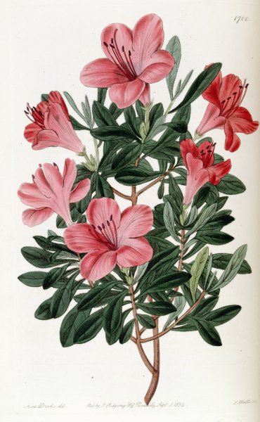 Азалия Ботанический рисунок