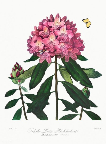 Рододендрон скетчинг