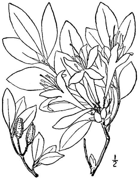 Рододендрон Даурский цветок