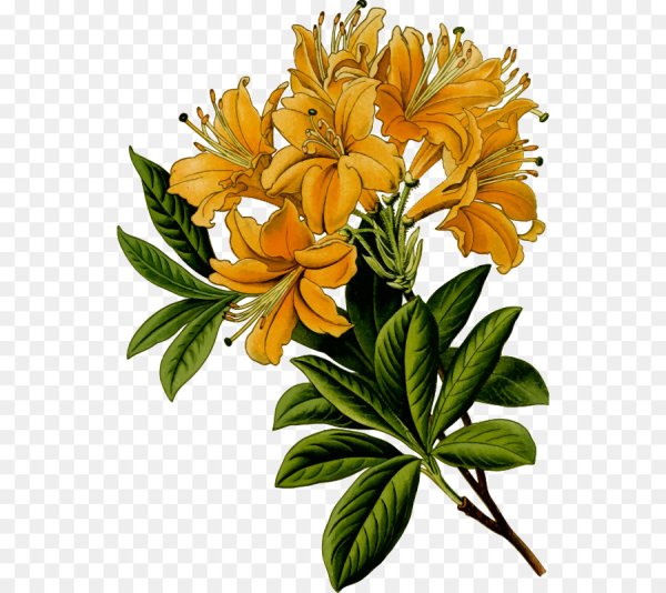 Рододендрон жёлтый