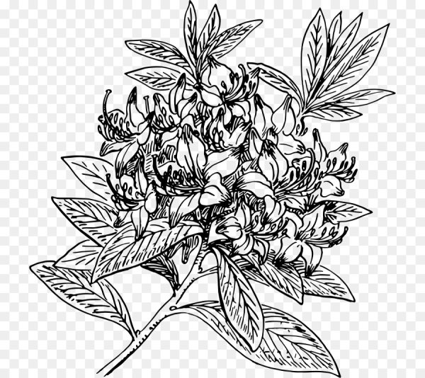 Рододендрон скетч