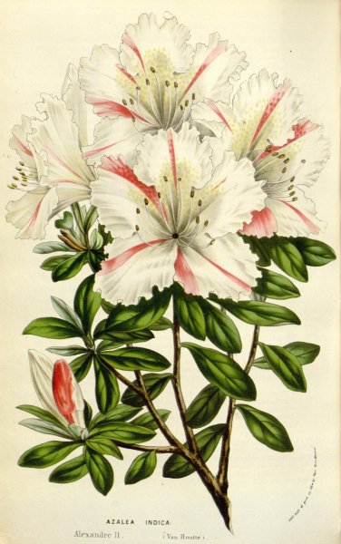 Rhododendron tschonoskii Ботаническая иллюстрация