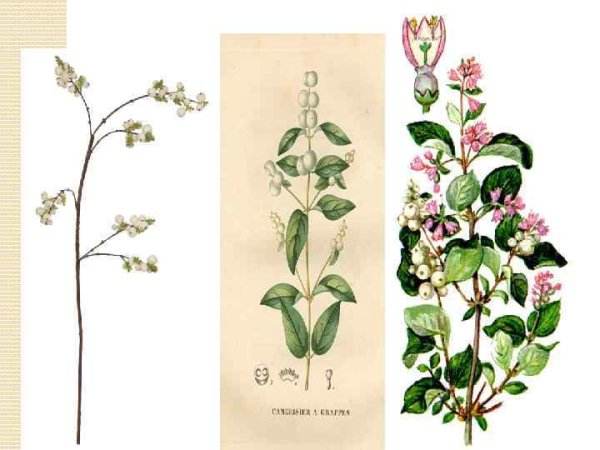 Снежноягодник белый гербарий