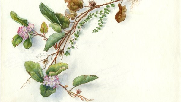 Symphoricarpos Albus гербарий