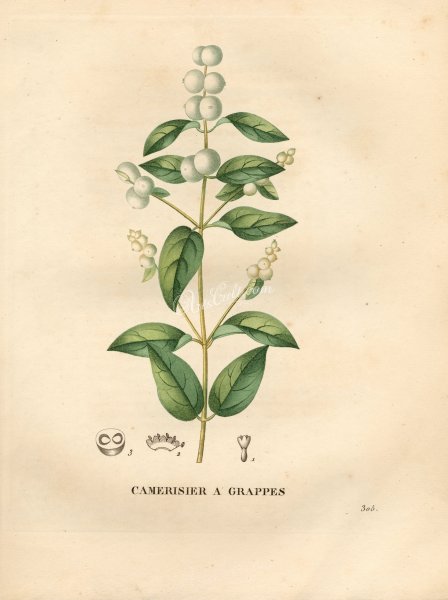 Снежноягодник белый Ботаническая иллюстрация