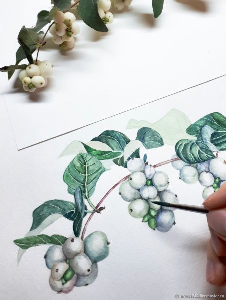 Снежноягодник раскраска