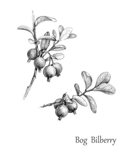 Снежноягодник белый