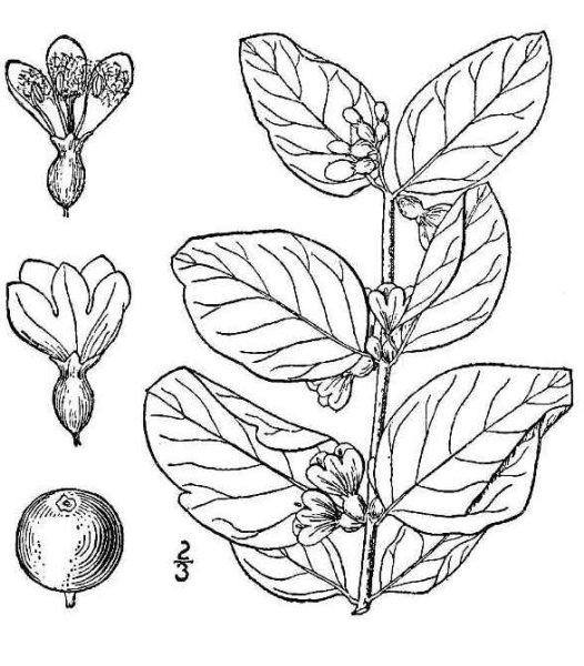 Снежноягодник мелколистный