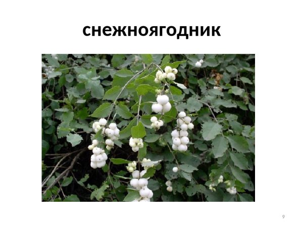 МП студия вышивка дары природы