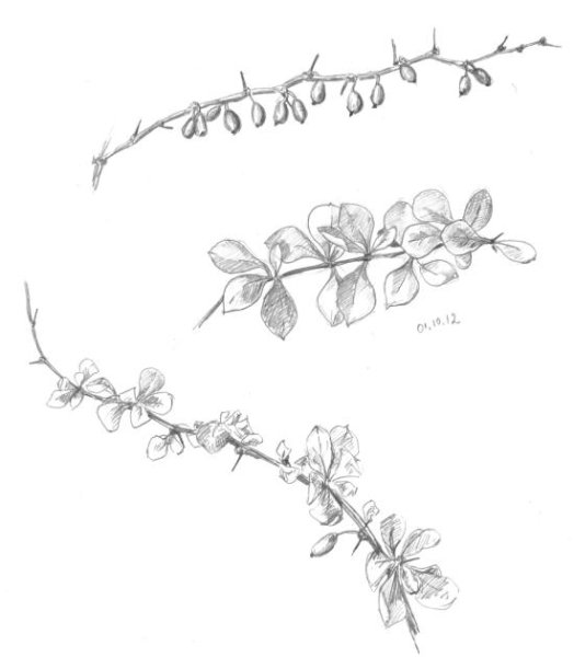 Снежноягодник гербарий