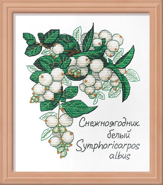 Снежноягодник жемчужный